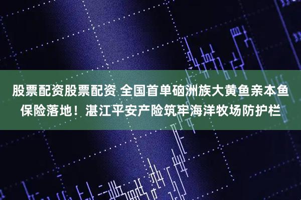 股票配资股票配资 全国首单硇洲族大黄鱼亲本鱼保险落地！湛江平安产险筑牢海洋牧场防护栏